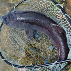 人が少ないと釣りやすい ～フィッシングパーク高島の泉～